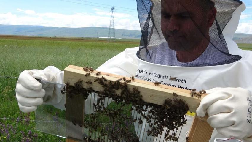 Ardahan'da hobi olarak başladı paraya para demiyor! Kilo fiyatı dudak uçuklatıyor