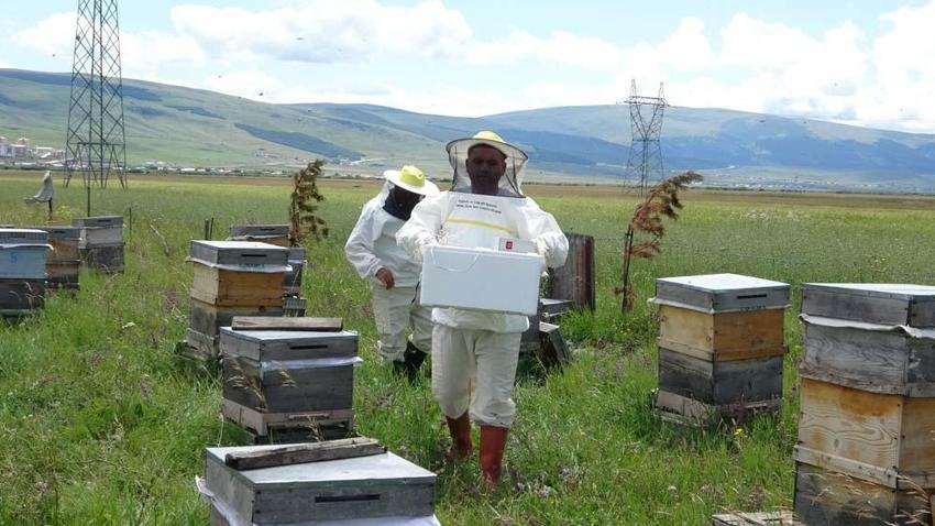 Ardahan'da hobi olarak başladı paraya para demiyor! Kilo fiyatı dudak uçuklatıyor