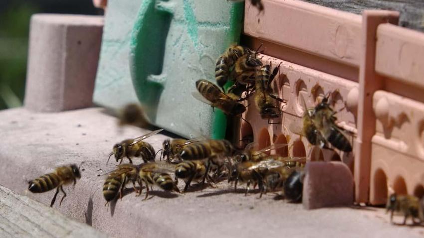 Ardahan'da hobi olarak başladı paraya para demiyor! Kilo fiyatı dudak uçuklatıyor