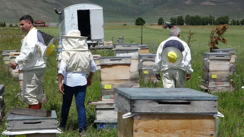 Ardahan'da hobi olarak başladı paraya para demiyor! Kilo fiyatı dudak uçuklatıyor