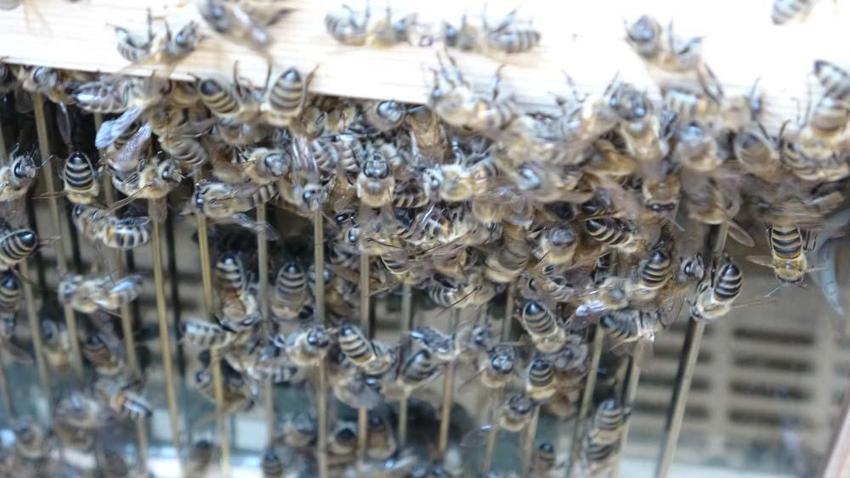 Ardahan'da hobi olarak başladı paraya para demiyor! Kilo fiyatı dudak uçuklatıyor