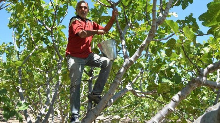Antalya'da hasat başladı 45 gün sürecek! Kilo fiyatı 100 liradan satılıyor