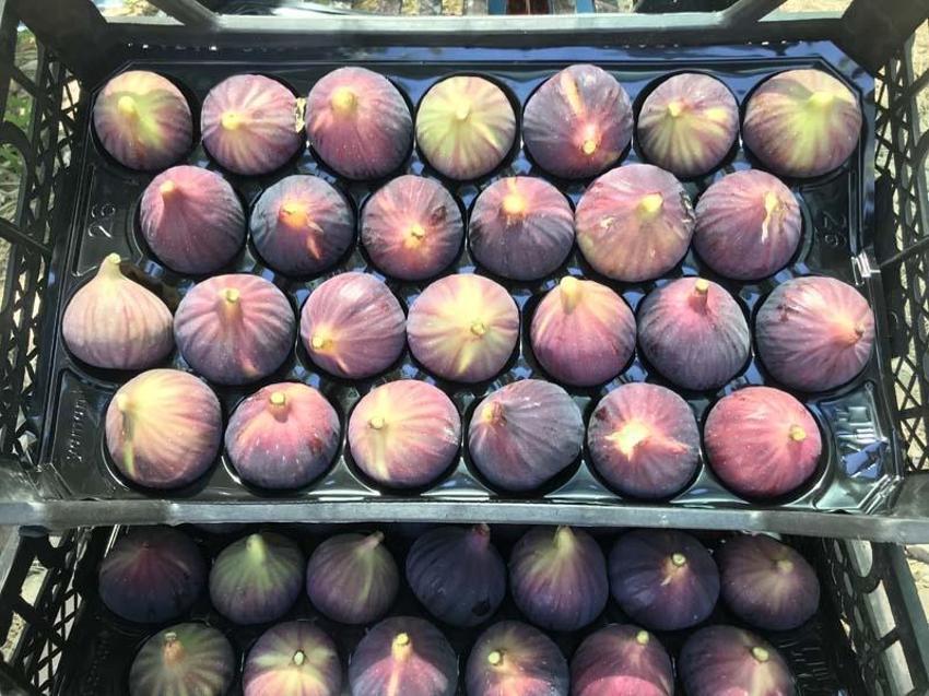 Antalya'da hasat başladı 45 gün sürecek! Kilo fiyatı 100 liradan satılıyor