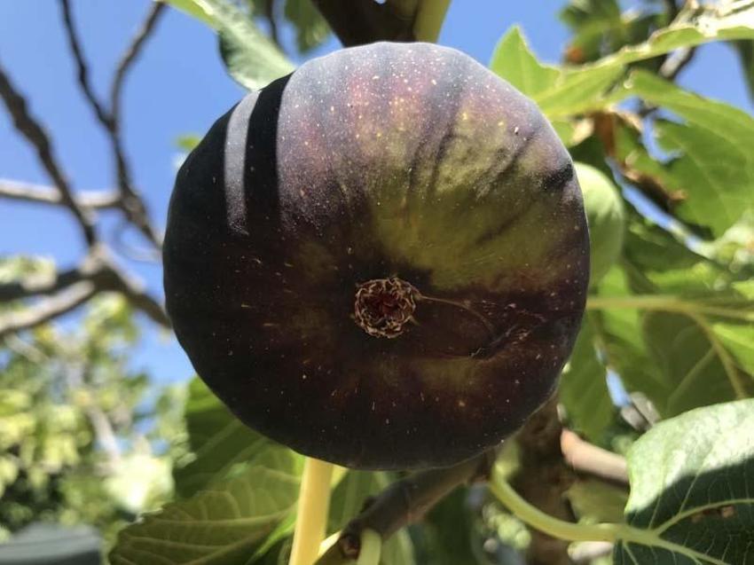 Antalya'da hasat başladı 45 gün sürecek! Kilo fiyatı 100 liradan satılıyor
