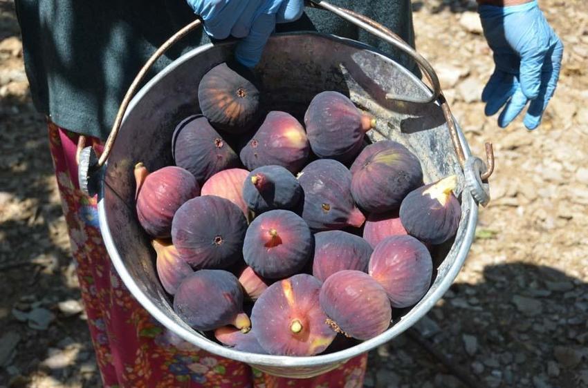 Antalya'da hasat başladı 45 gün sürecek! Kilo fiyatı 100 liradan satılıyor