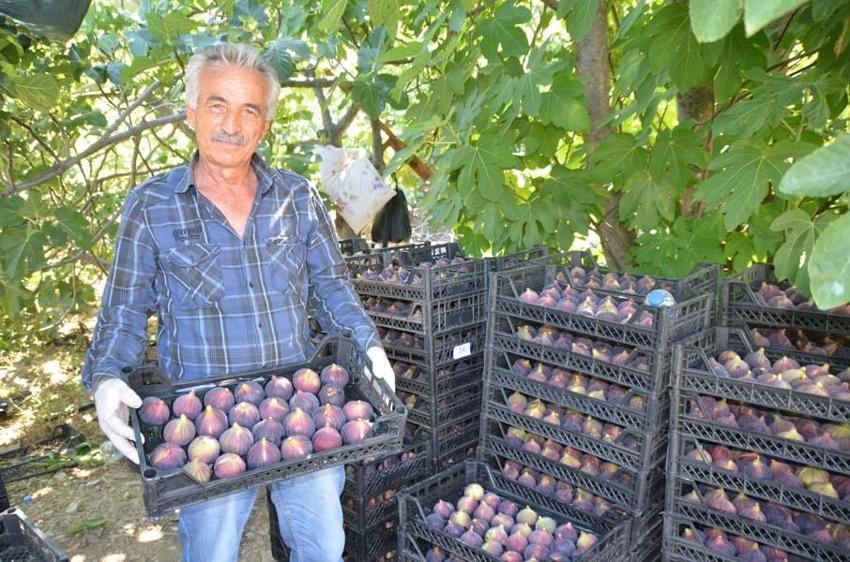 Antalya'da hasat başladı 45 gün sürecek! Kilo fiyatı 100 liradan satılıyor