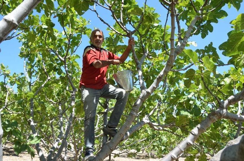 Antalya'da hasat başladı 45 gün sürecek! Kilo fiyatı 100 liradan satılıyor