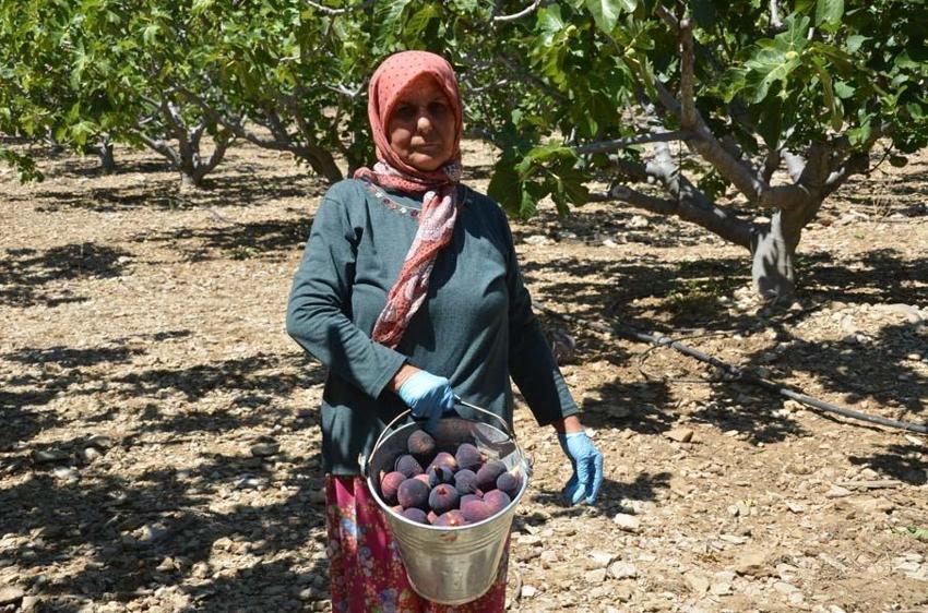 Antalya'da hasat başladı 45 gün sürecek! Kilo fiyatı 100 liradan satılıyor