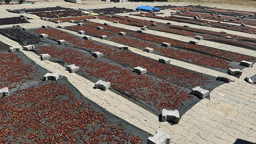 Yozgat'tan Japonya'ya tonlarca ihraç edildi! Her şey 4 yıl önce başladı