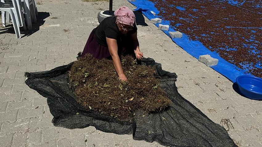 Yozgat'tan Japonya'ya tonlarca ihraç edildi! Her şey 4 yıl önce başladı