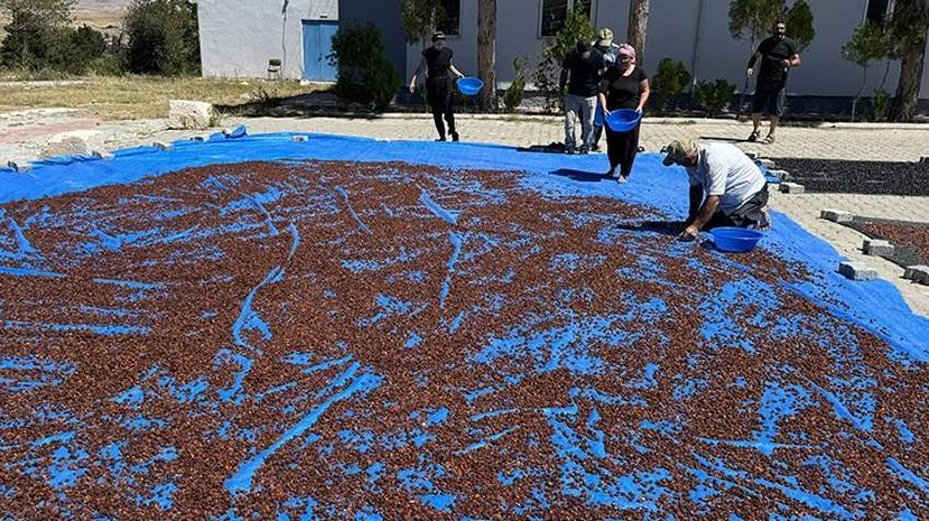Yozgat'tan Japonya'ya tonlarca ihraç edildi! Her şey 4 yıl önce başladı