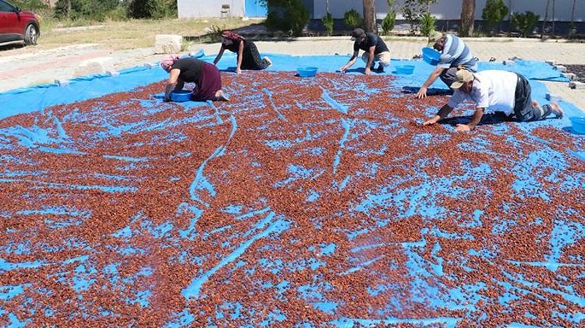 Yozgat'tan Japonya'ya tonlarca ihraç edildi! Her şey 4 yıl önce başladı