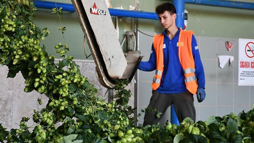 Türkiye'de sadece Bilecik'te yetiştiriliyor! Her derde deva, kilosu 69 TL'den satılıyor