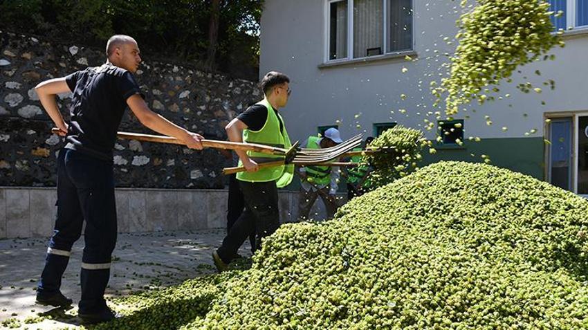 Türkiye'de sadece Bilecik'te yetiştiriliyor! Her derde deva, kilosu 69 TL'den satılıyor