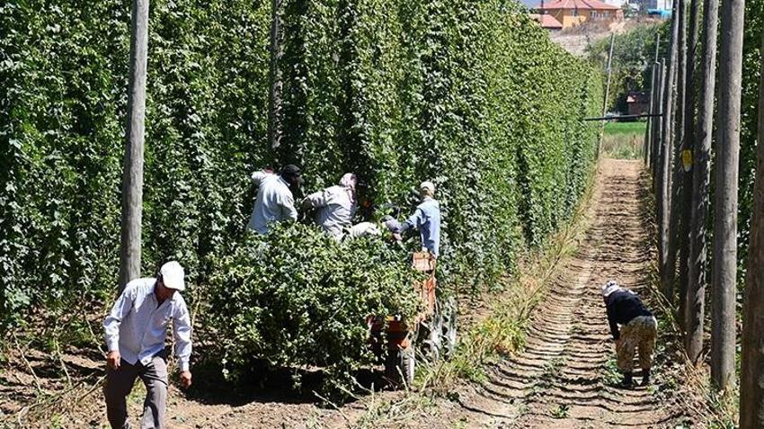 Türkiye'de sadece Bilecik'te yetiştiriliyor! Her derde deva, kilosu 69 TL'den satılıyor