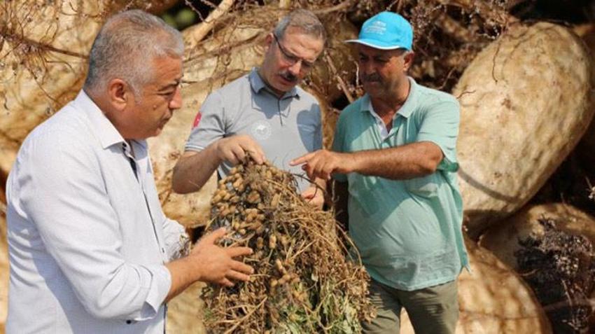 Türkiye'de en fazla Adana'da üretiliyor! Yüzde 30 artış bekleniyor