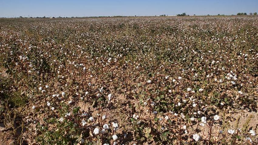Çukurova'da ekim alanları daralıyor! Ekim yapmayın uyarısı geldi, çiftçi bundan sonra ne yapacağını düşünüyor