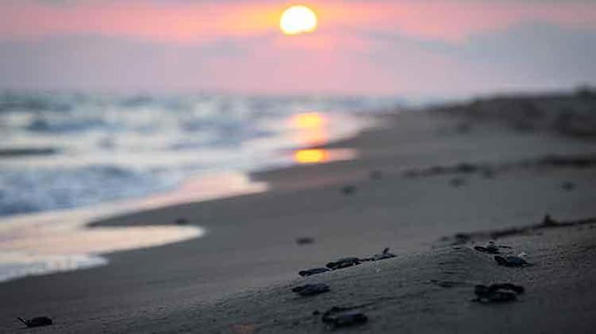 Akyatan lagününde carretta caretta yuvalarından yavru çıkışları devam ediyor