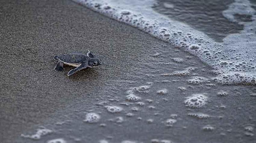 Akyatan lagününde carretta caretta yuvalarından yavru çıkışları devam ediyor