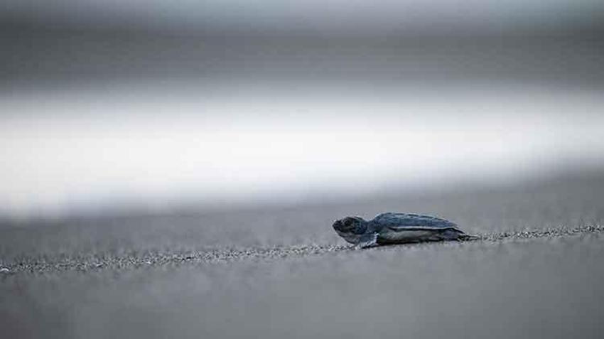 Akyatan lagününde carretta caretta yuvalarından yavru çıkışları devam ediyor