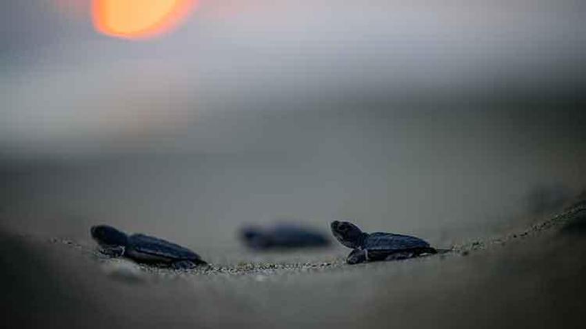 Akyatan lagününde carretta caretta yuvalarından yavru çıkışları devam ediyor