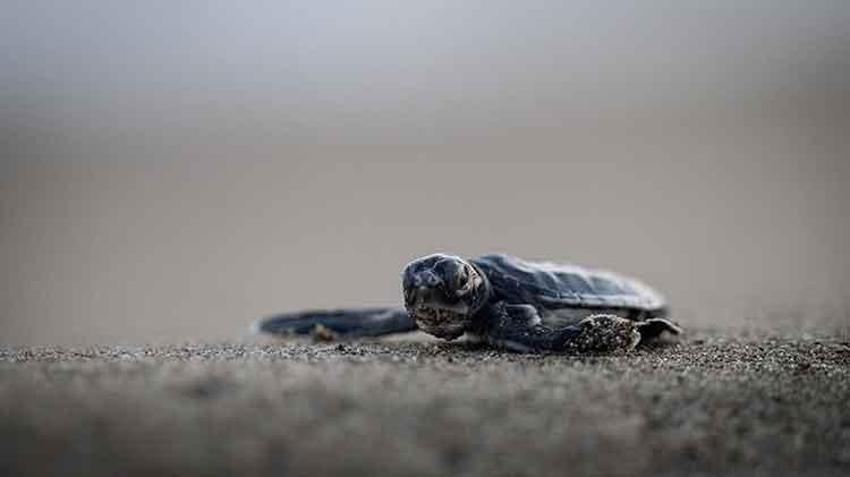 Akyatan lagününde carretta caretta yuvalarından yavru çıkışları devam ediyor