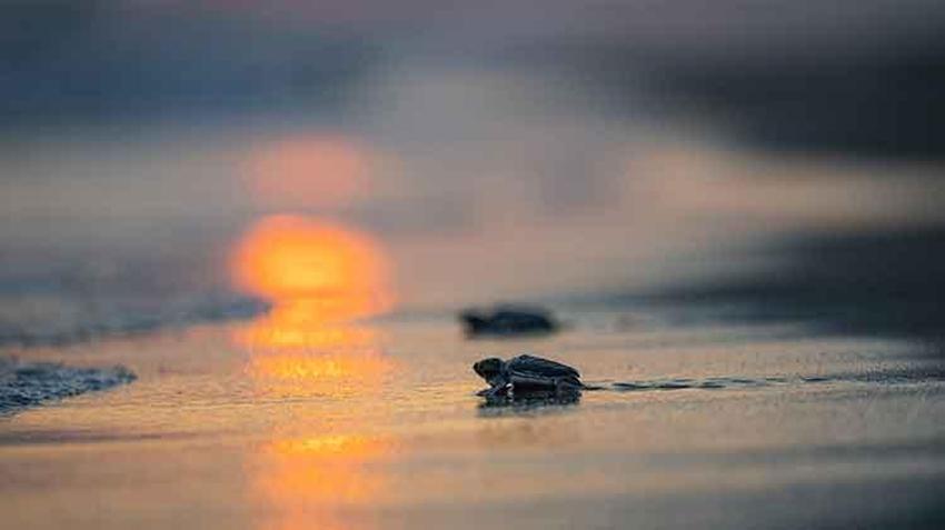 Akyatan lagününde carretta caretta yuvalarından yavru çıkışları devam ediyor