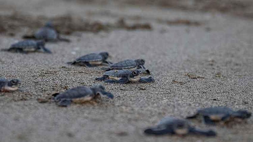 Akyatan lagününde carretta caretta yuvalarından yavru çıkışları devam ediyor