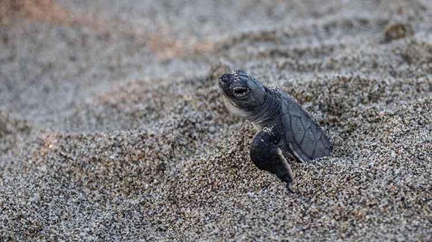 Akyatan lagününde carretta caretta yuvalarından yavru çıkışları devam ediyor