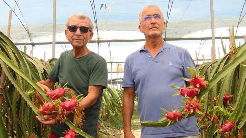 Mersin'de yetişen ejder meyvesi 130 TL'den kapış kapış satılıyor