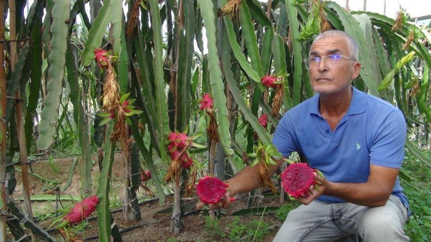 Mersin'de yetişen ejder meyvesi 130 TL'den kapış kapış satılıyor