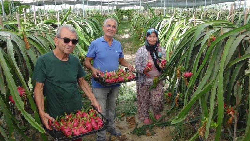 Mersin'de yetişen ejder meyvesi 130 TL'den kapış kapış satılıyor