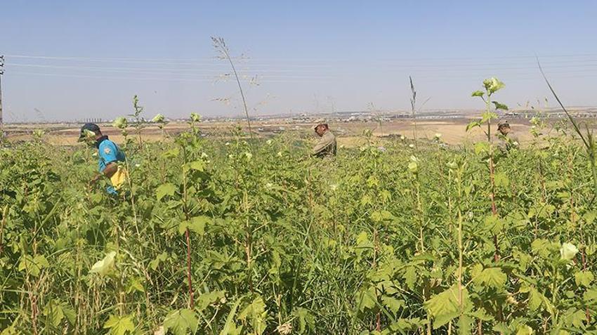 Diyarbakır Narin'i arıyor! Binlerce araç arandı, 130 kişi ifade verdi, işte son görüldüğü yer