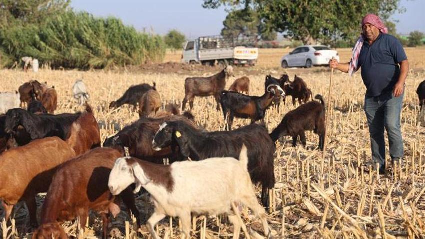 Hatay'da çoban bulamayan mal sahipleri isyan etti! 20 bin lirayı kabul etmiyorlar