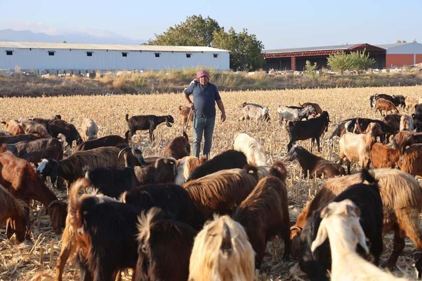 Hatay'da çoban bulamayan mal sahipleri isyan etti! 20 bin lirayı kabul etmiyorlar