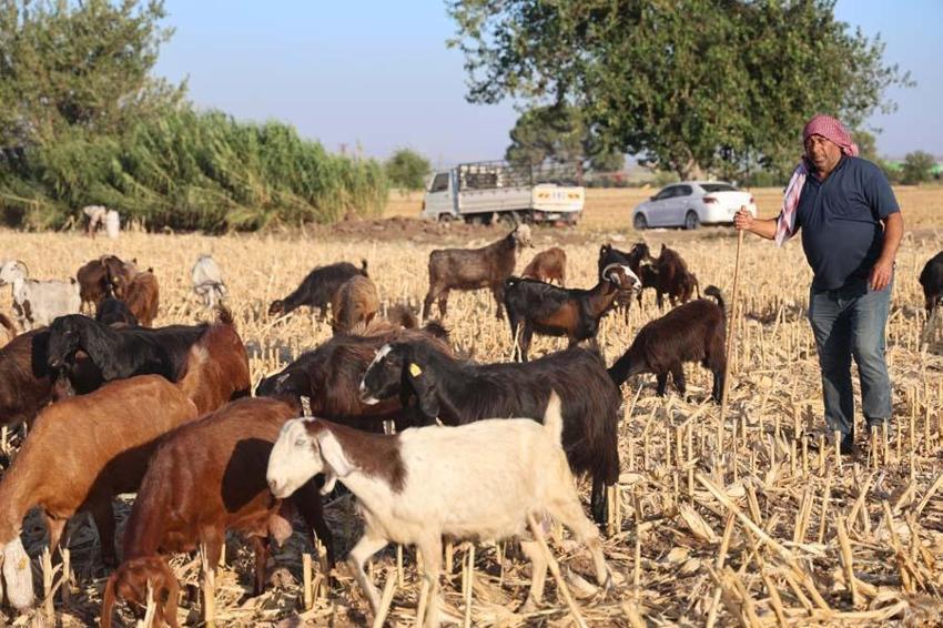 Hatay'da çoban bulamayan mal sahipleri isyan etti! 20 bin lirayı kabul etmiyorlar