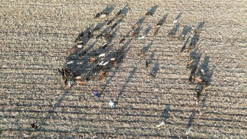 Hatay'da çoban bulamayan mal sahipleri isyan etti! 20 bin lirayı kabul etmiyorlar