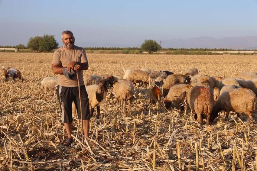 Hatay'da çoban bulamayan mal sahipleri isyan etti! 20 bin lirayı kabul etmiyorlar