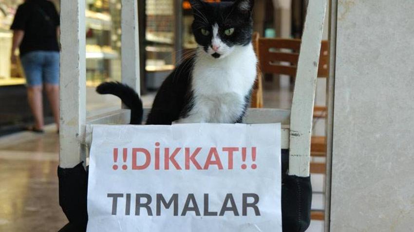 Adana'nın asabi kedisi 'Kızım' psikopat çıktı! Herkese zor anlar yaşatıyor