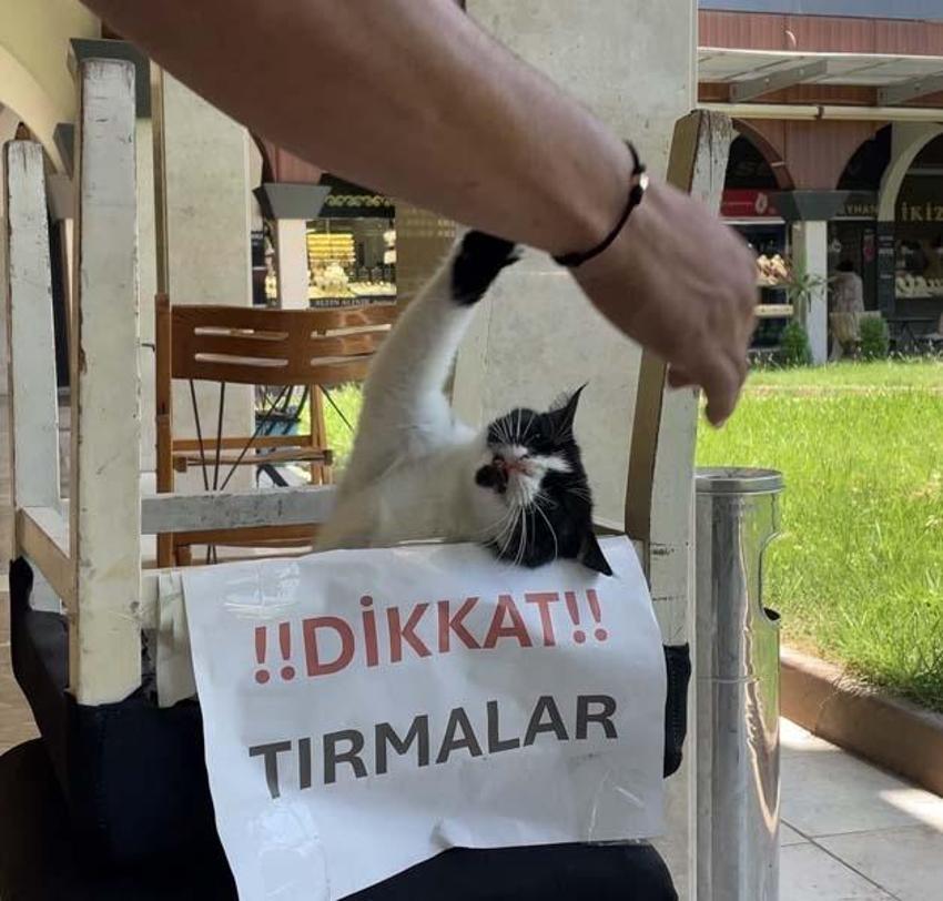 Adana'nın asabi kedisi 'Kızım' psikopat çıktı! Herkese zor anlar yaşatıyor