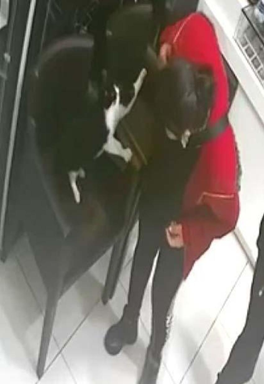 Adana'nın asabi kedisi 'Kızım' psikopat çıktı! Herkese zor anlar yaşatıyor