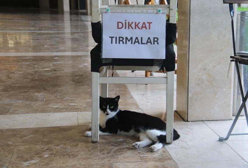 Adana'nın asabi kedisi 'Kızım' psikopat çıktı! Herkese zor anlar yaşatıyor