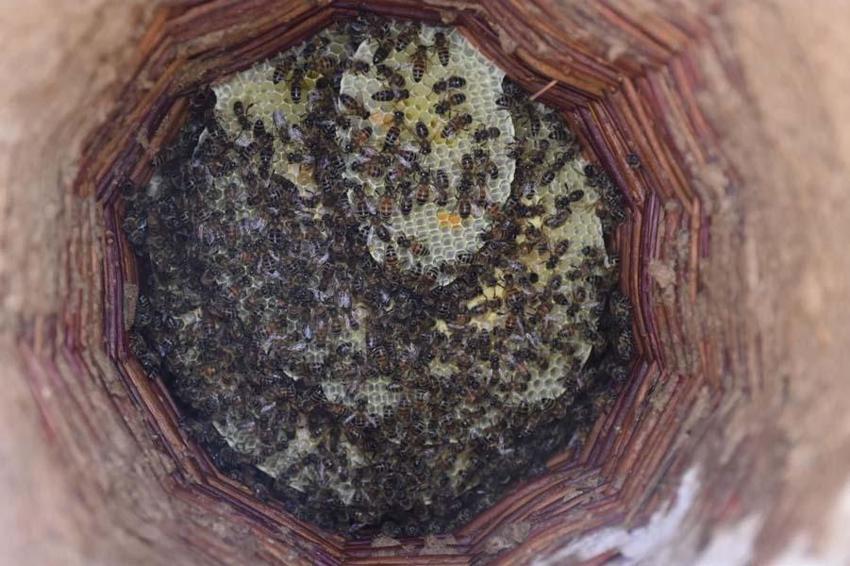 Devlet desteğiyle dünyanın en kaliteli balı Batman'da üretiliyor! kilo fiyatı ağızları açık bıraktı
