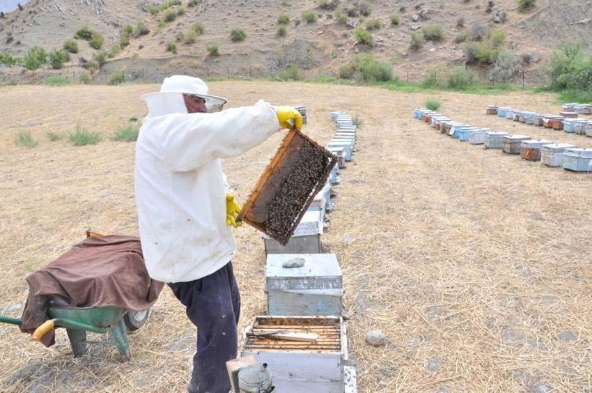 Devlet desteğiyle dünyanın en kaliteli balı Batman'da üretiliyor! kilo fiyatı ağızları açık bıraktı