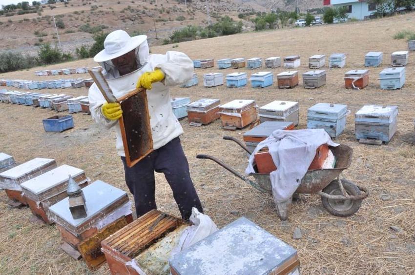 Devlet desteğiyle dünyanın en kaliteli balı Batman'da üretiliyor! kilo fiyatı ağızları açık bıraktı