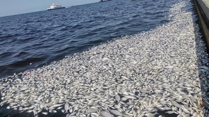 Bilim insanından İzmir için hayati uyarı! Denizden insanlara da geçiyor