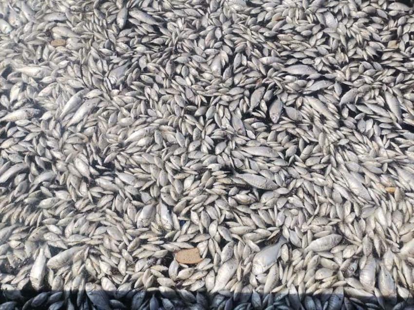 Bilim insanından İzmir için hayati uyarı! Denizden insanlara da geçiyor