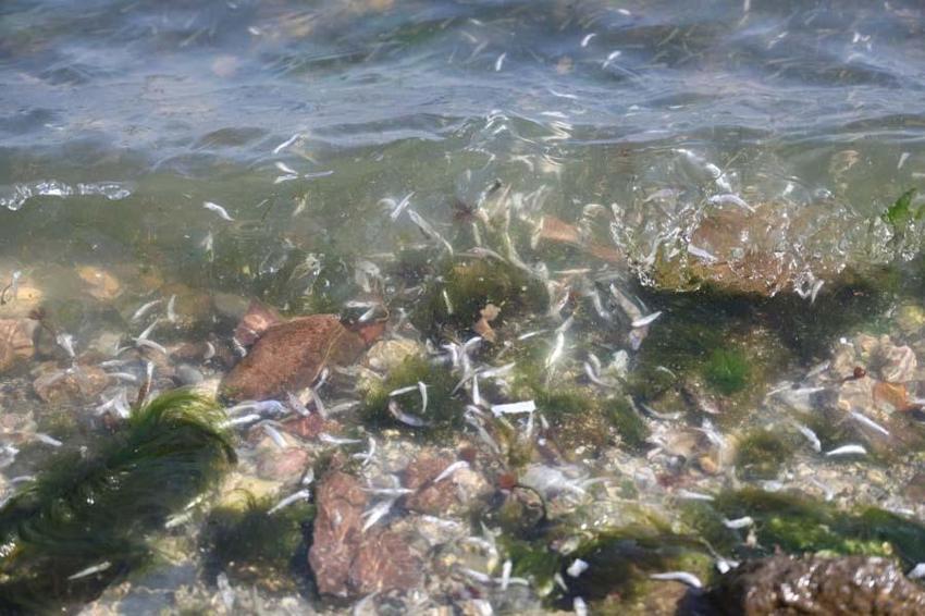 Bilim insanından İzmir için hayati uyarı! Denizden insanlara da geçiyor