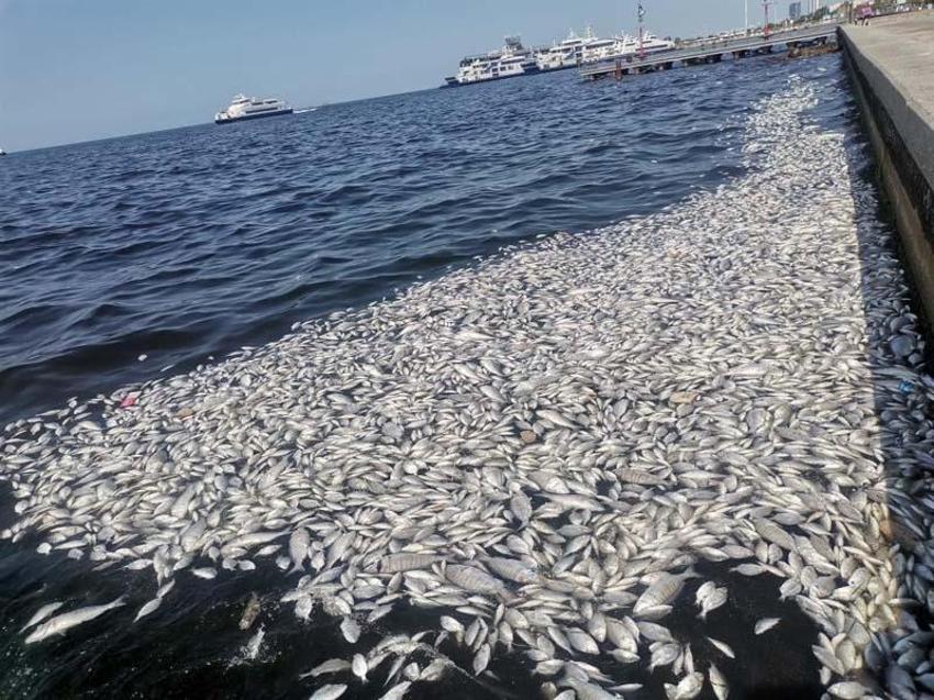 Bilim insanından İzmir için hayati uyarı! Denizden insanlara da geçiyor