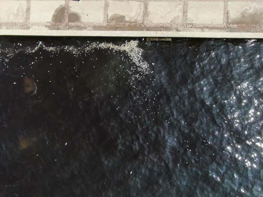 Bilim insanından İzmir için hayati uyarı! Denizden insanlara da geçiyor